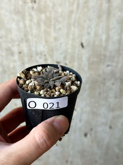 【現品限り】ブルビネ・ハオルチオイデス【O21】 Bulbine haworthioides