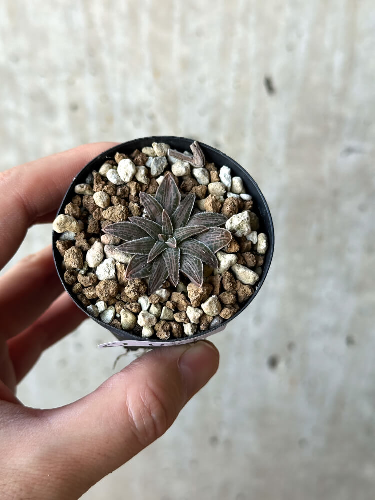 【現品限り】ブルビネ・ハオルチオイデス【O21】 Bulbine haworthioides