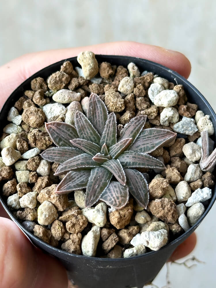 【現品限り】ブルビネ・ハオルチオイデス【O21】 Bulbine haworthioides