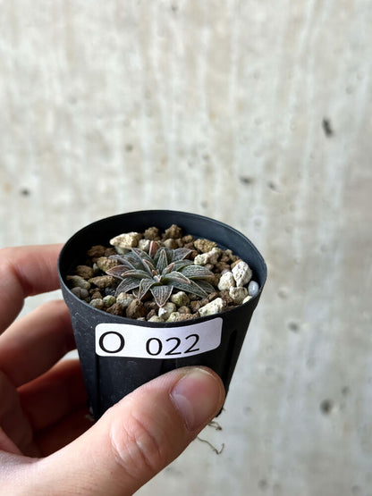 【現品限り】ブルビネ・ハオルチオイデス【O22】 Bulbine haworthioides