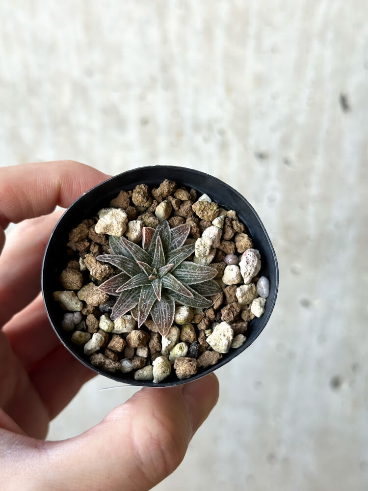 【現品限り】ブルビネ・ハオルチオイデス【O22】 Bulbine haworthioides