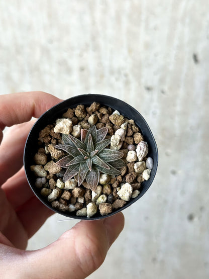 【現品限り】ブルビネ・ハオルチオイデス【O22】 Bulbine haworthioides