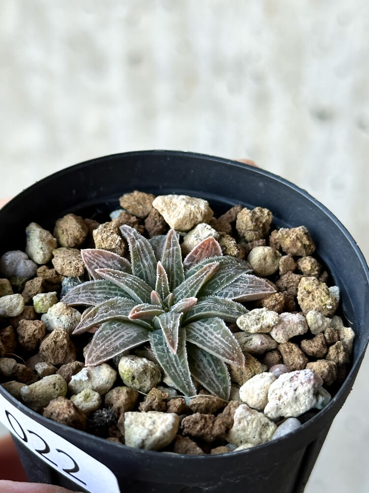 【現品限り】ブルビネ・ハオルチオイデス【O22】 Bulbine haworthioides