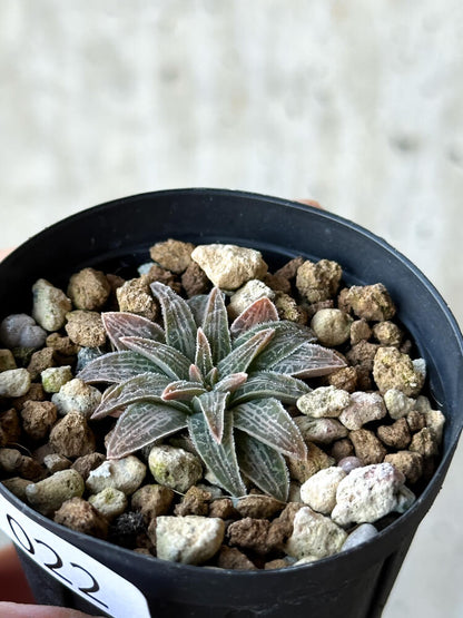 【現品限り】ブルビネ・ハオルチオイデス【O22】 Bulbine haworthioides