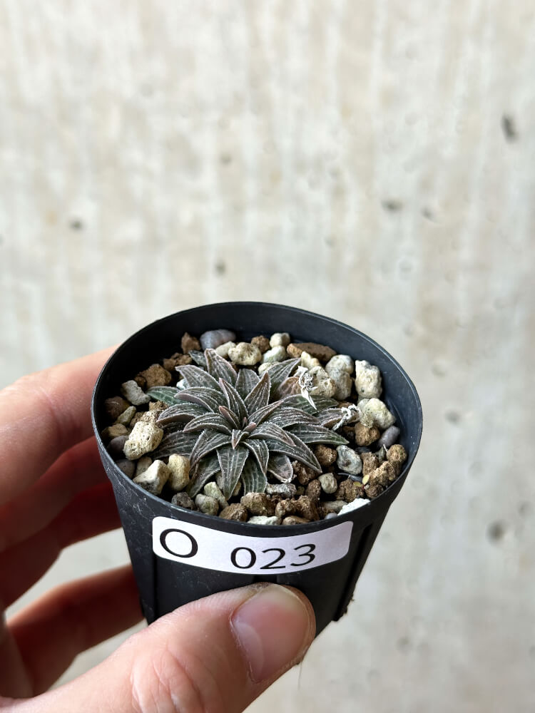 【現品限り】ブルビネ・ハオルチオイデス【O23】 Bulbine haworthioides