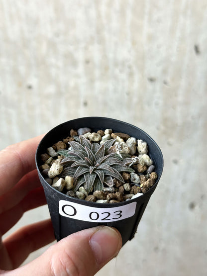 【現品限り】ブルビネ・ハオルチオイデス【O23】 Bulbine haworthioides