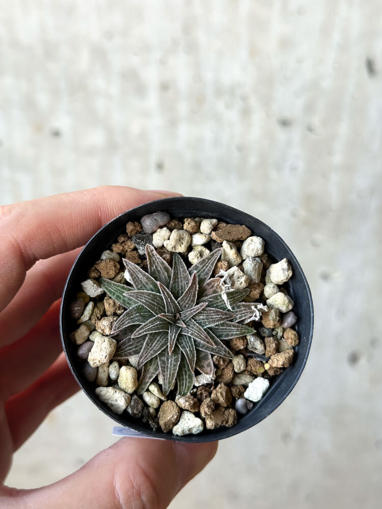 【現品限り】ブルビネ・ハオルチオイデス【O23】 Bulbine haworthioides