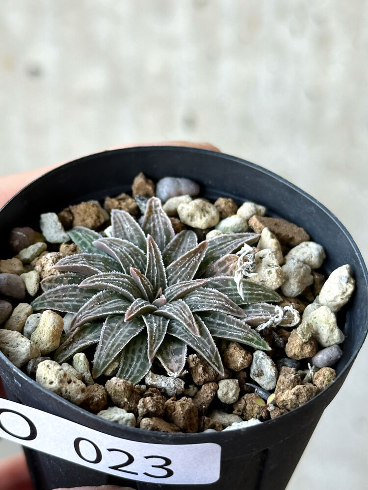 【現品限り】ブルビネ・ハオルチオイデス【O23】 Bulbine haworthioides