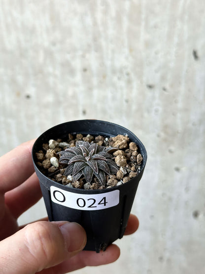 【現品限り】ブルビネ・ハオルチオイデス【O24】 Bulbine haworthioides