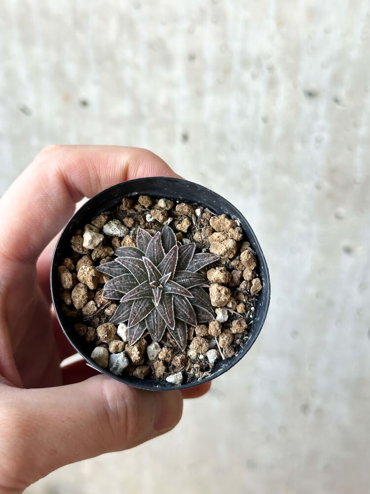 【現品限り】ブルビネ・ハオルチオイデス【O24】 Bulbine haworthioides