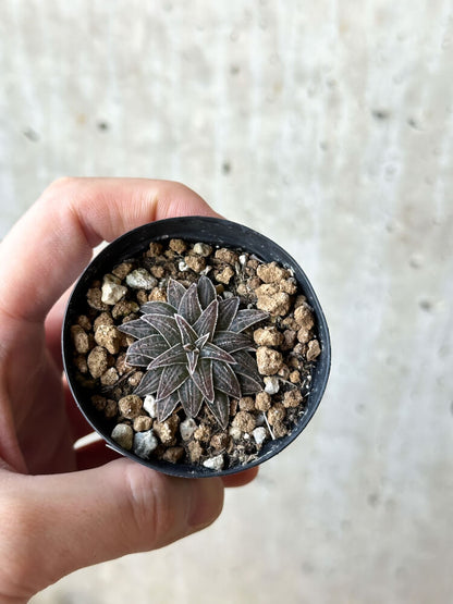 【現品限り】ブルビネ・ハオルチオイデス【O24】 Bulbine haworthioides