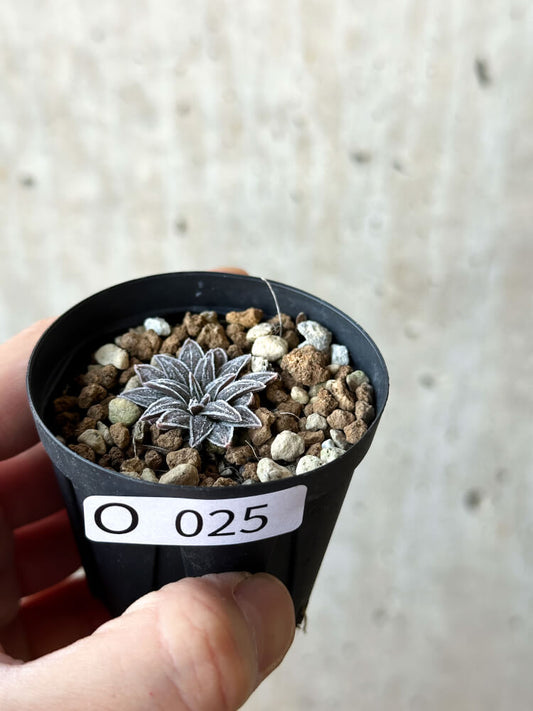 【現品限り】ブルビネ・ハオルチオイデス【O25】 Bulbine haworthioides