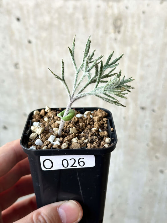 【現品限り】エリオスペルマム・ドレゲイ【O26】 Eriospermum dregei