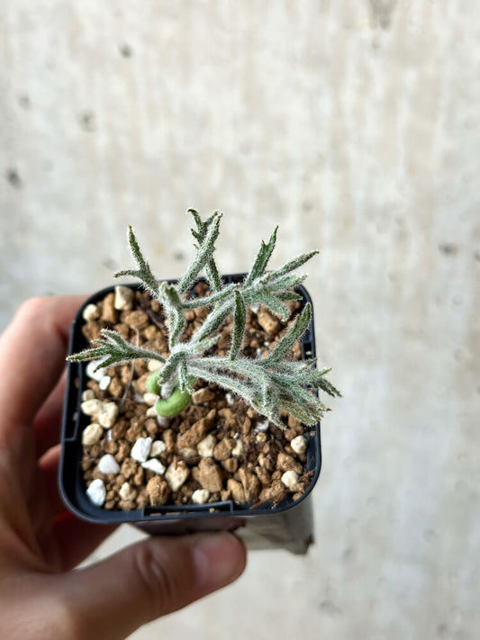 【現品限り】エリオスペルマム・ドレゲイ【O26】 Eriospermum dregei