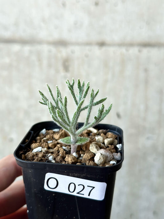 【現品限り】エリオスペルマム・ドレゲイ【O27】 Eriospermum dregei