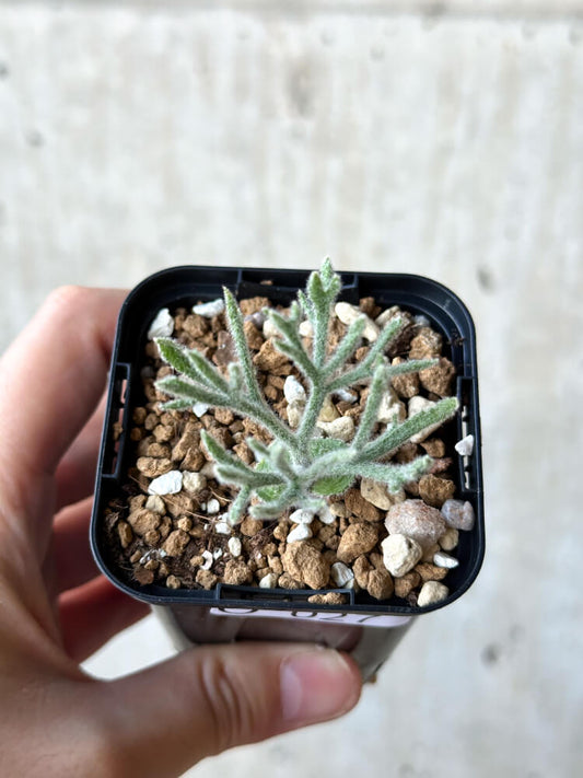 【現品限り】エリオスペルマム・ドレゲイ【O27】 Eriospermum dregei