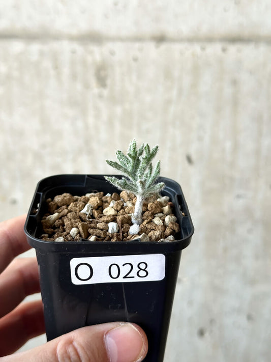 【現品限り】エリオスペルマム・ドレゲイ【O28】 Eriospermum dregei