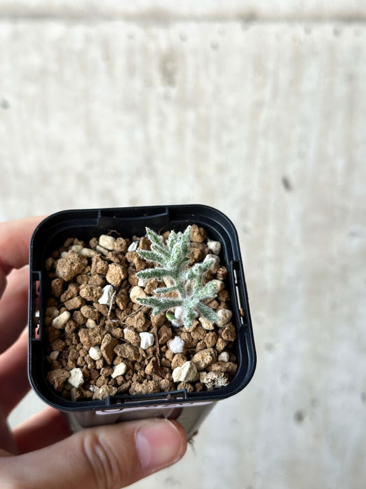 【現品限り】エリオスペルマム・ドレゲイ【O28】 Eriospermum dregei