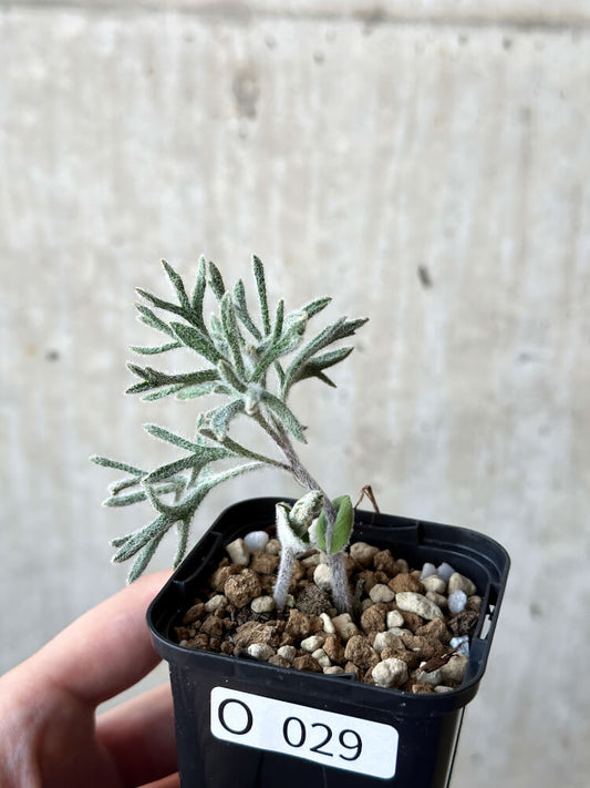 【現品限り】エリオスペルマム・ドレゲイ【O29】 Eriospermum dregei