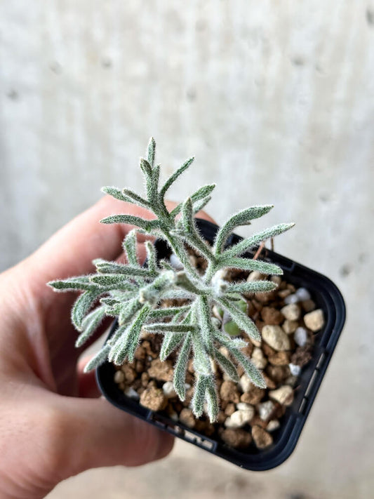 【現品限り】エリオスペルマム・ドレゲイ【O29】 Eriospermum dregei