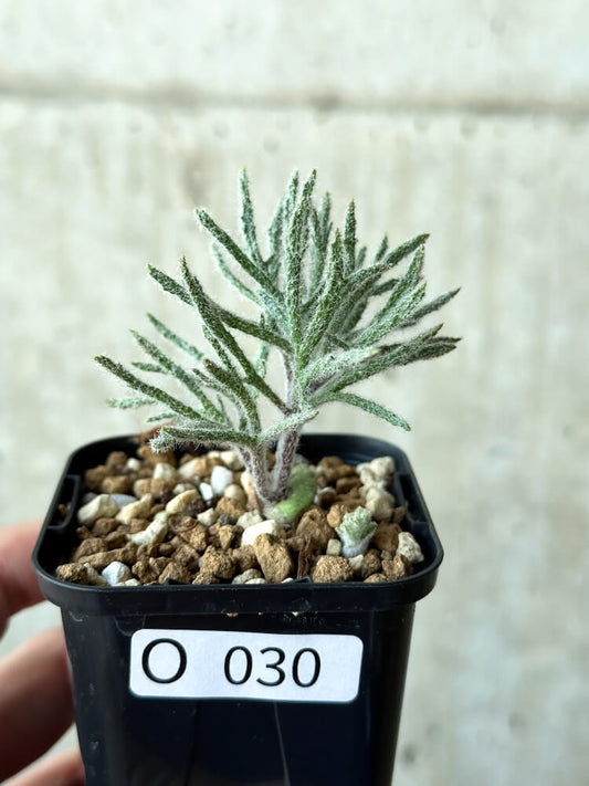 【現品限り】エリオスペルマム・ドレゲイ【O30】 Eriospermum dregei