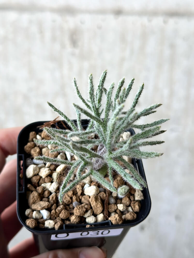 【現品限り】エリオスペルマム・ドレゲイ【O30】 Eriospermum dregei