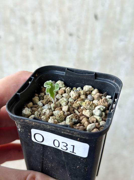 【現品限り】エリオスペルマム・チタノプソイデス【O31】 Eriospermum titanopsoides