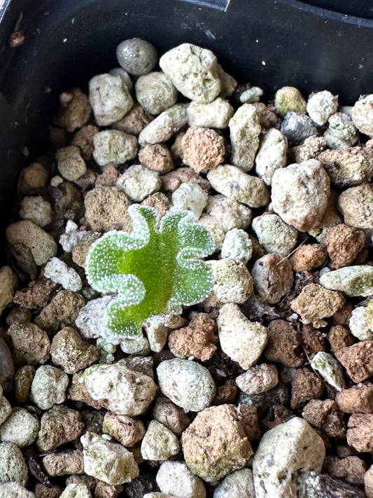 【現品限り】エリオスペルマム・チタノプソイデス【O31】 Eriospermum titanopsoides