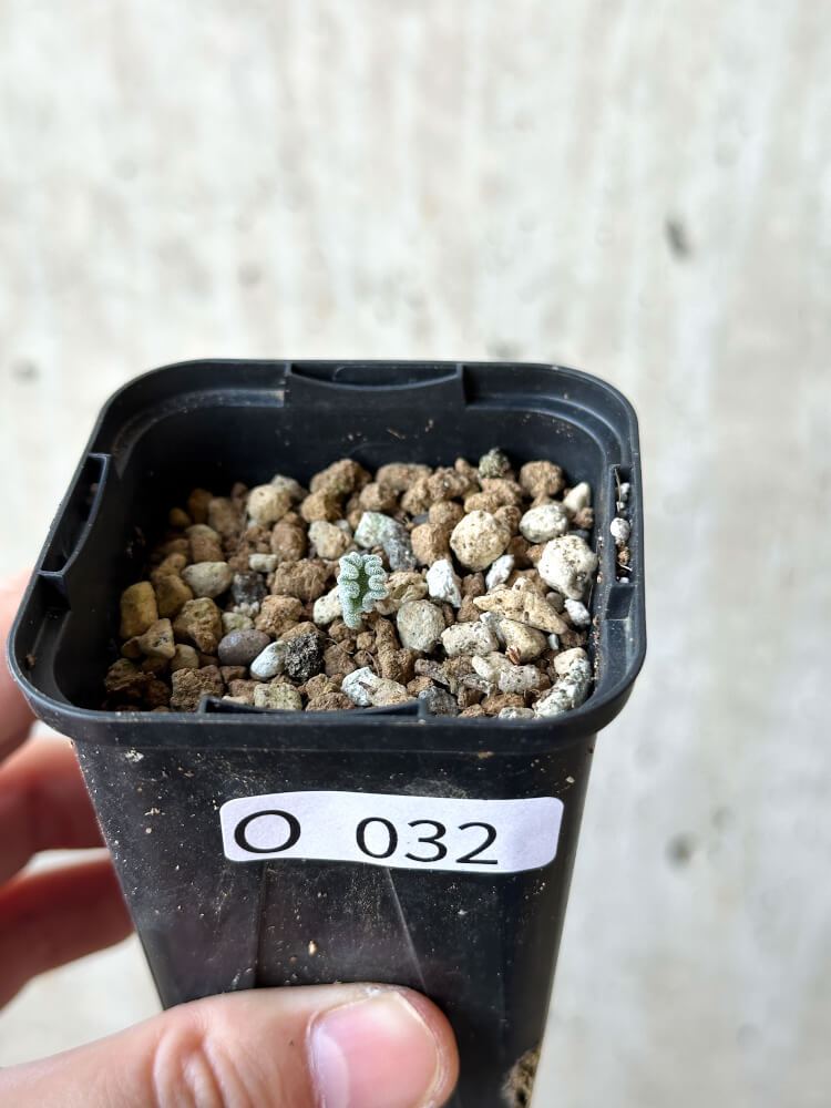 【現品限り】エリオスペルマム・チタノプソイデス【O32】 Eriospermum titanopsoides