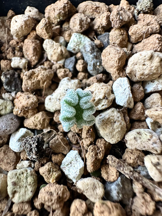 【現品限り】エリオスペルマム・チタノプソイデス【O32】 Eriospermum titanopsoides