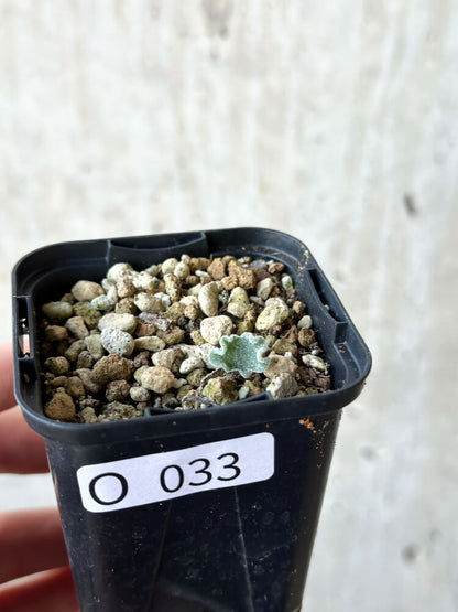 【現品限り】エリオスペルマム・チタノプソイデス【O33】 Eriospermum titanopsoides