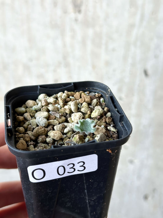 【現品限り】エリオスペルマム・チタノプソイデス【O33】 Eriospermum titanopsoides