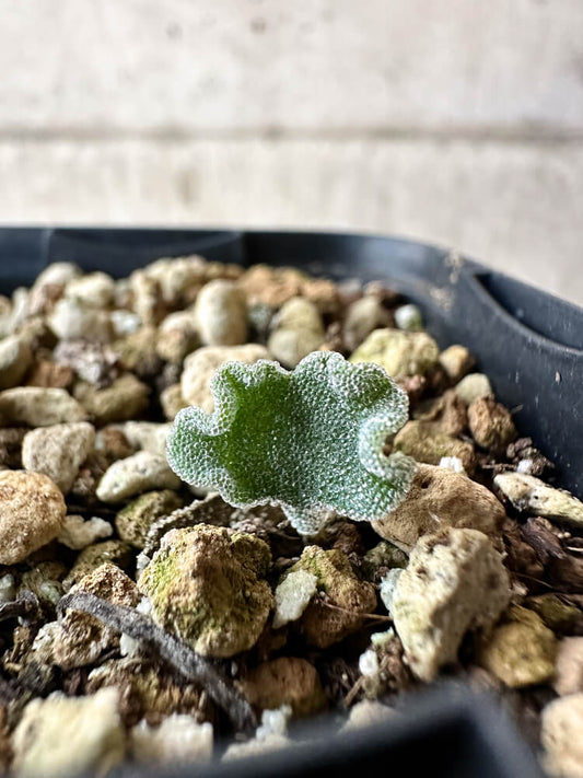 【現品限り】エリオスペルマム・チタノプソイデス【O33】 Eriospermum titanopsoides