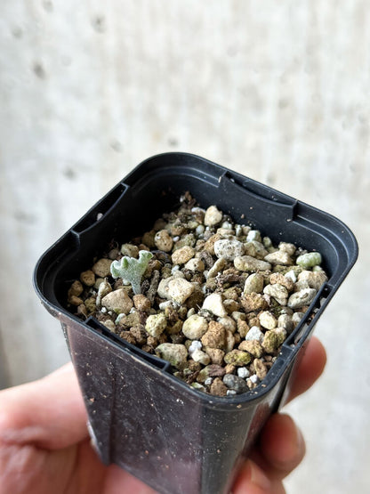 【現品限り】エリオスペルマム・チタノプソイデス【O33】 Eriospermum titanopsoides