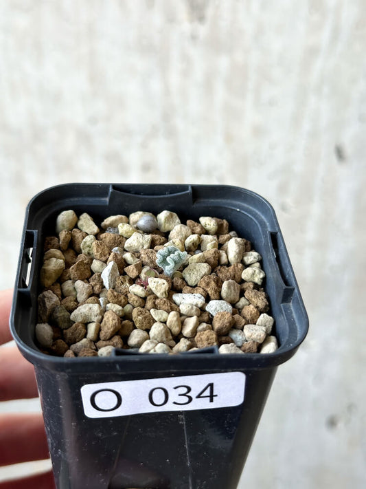 【現品限り】エリオスペルマム・チタノプソイデス【O34】 Eriospermum titanopsoides