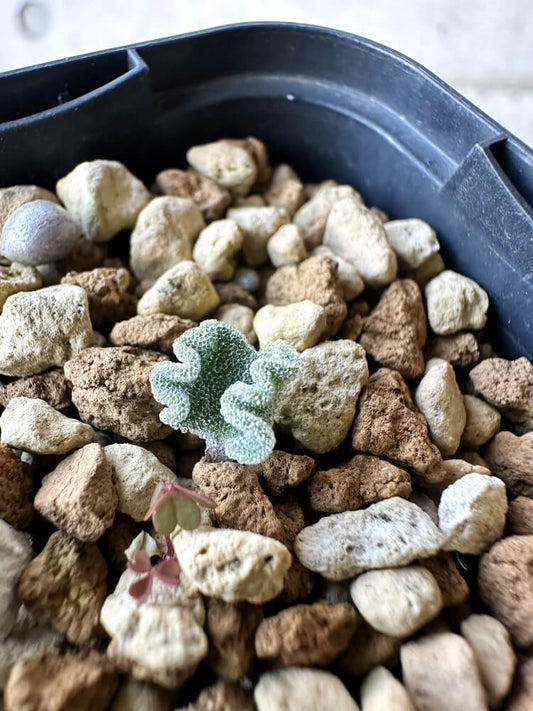 【現品限り】エリオスペルマム・チタノプソイデス【O34】 Eriospermum titanopsoides