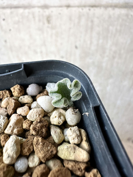 【現品限り】エリオスペルマム・チタノプソイデス【O35】 Eriospermum titanopsoides