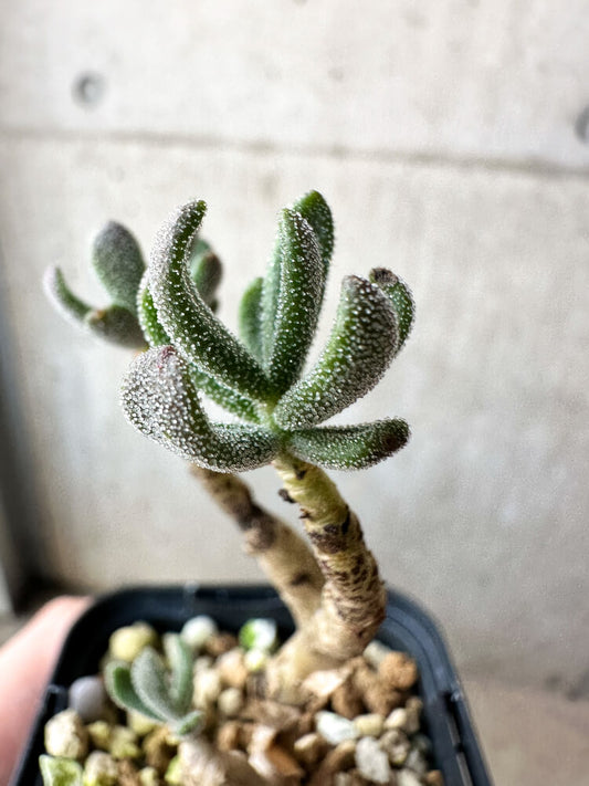 【現品限り】チレコドン・ピグマエウス【O36】 Tylecodon pygmaeus