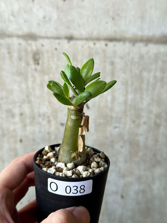 【現品限り】チレコドン・パニクラータス【O38】 Tylecodon paniculatus