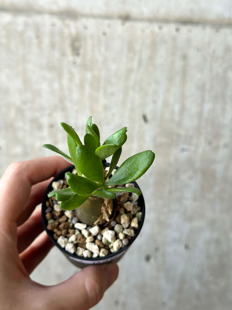 【現品限り】チレコドン・パニクラータス【O38】 Tylecodon paniculatus