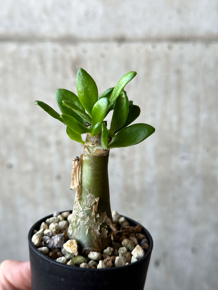 【現品限り】チレコドン・パニクラータス【O38】 Tylecodon paniculatus