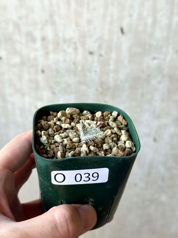 【現品限り】ゲチリス・セトーサ【O39】 Gethyllis setosa