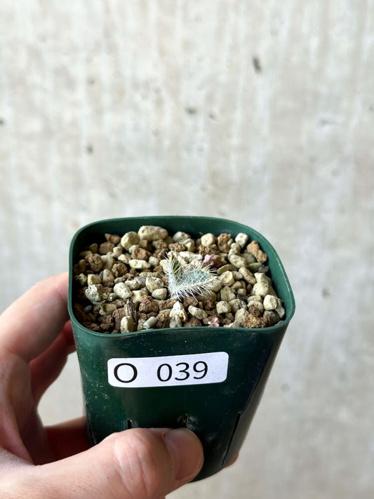 【現品限り】ゲチリス・セトーサ【O39】 Gethyllis setosa
