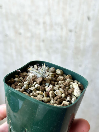 【現品限り】ゲチリス・セトーサ【O39】 Gethyllis setosa