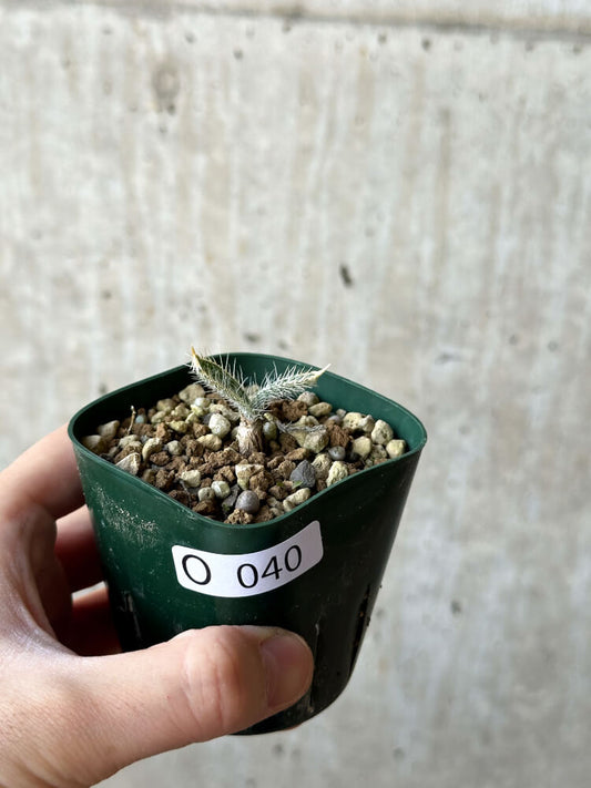 【現品限り】ゲチリス・セトーサ【O40】 Gethyllis setosa