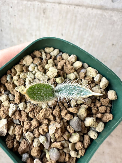 【現品限り】ゲチリス・セトーサ【O40】 Gethyllis setosa