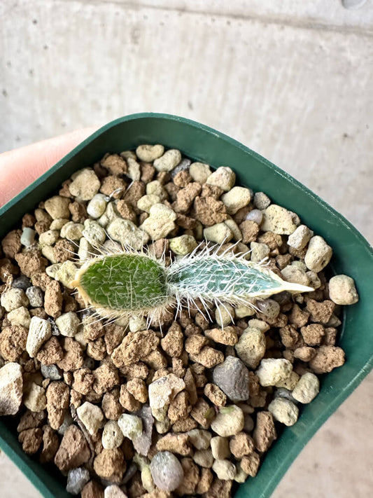 【現品限り】ゲチリス・セトーサ【O40】 Gethyllis setosa