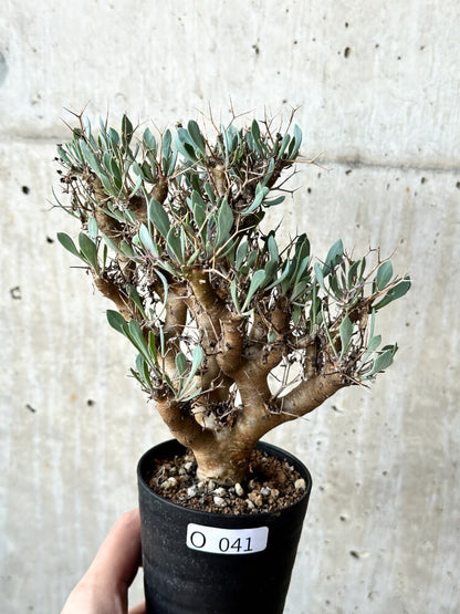 【現品限り】オトンナ・ユーフォルビオイデス【O41】 Othonna euphorbioides
