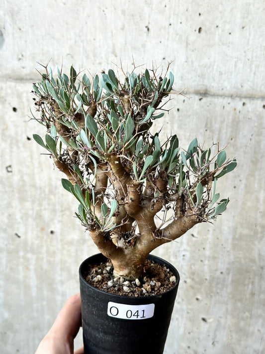 【現品限り】オトンナ・ユーフォルビオイデス【O41】 Othonna euphorbioides