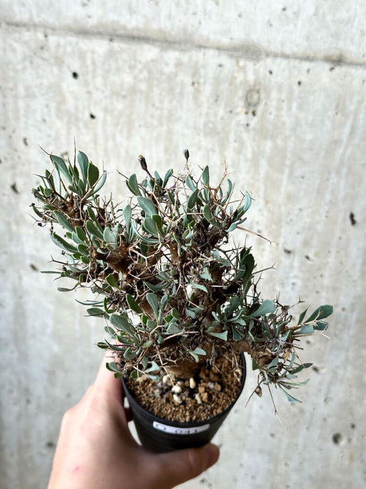【現品限り】オトンナ・ユーフォルビオイデス【O41】 Othonna euphorbioides